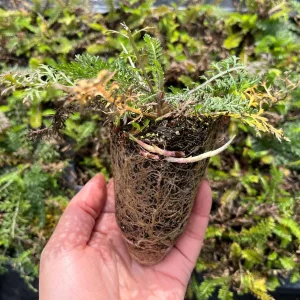 Yarrow Live Plant - Sassy Summer Taffy Perennial Wildflower Plug, 2-2.25 inch Pot, Outdoor - Image 2