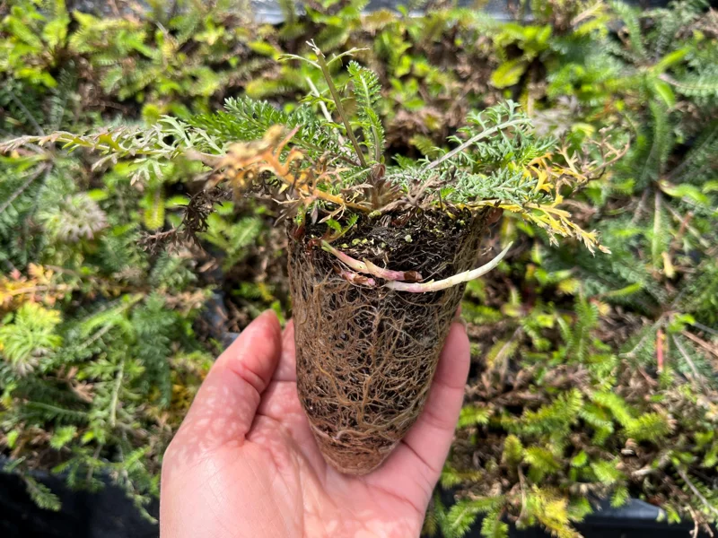 Yarrow Live Plant - Sassy Summer Taffy Perennial Wildflower Plug, 2-2.25 inch Pot, Outdoor - Image 2