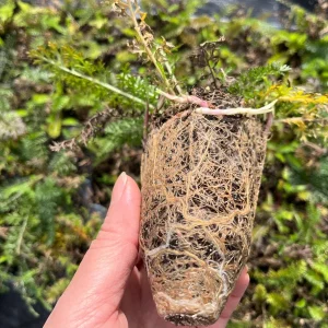 Yarrow Live Plant - Sassy Summer Taffy Perennial Wildflower Plug, 2-2.25 inch Pot, Outdoor - Image 4