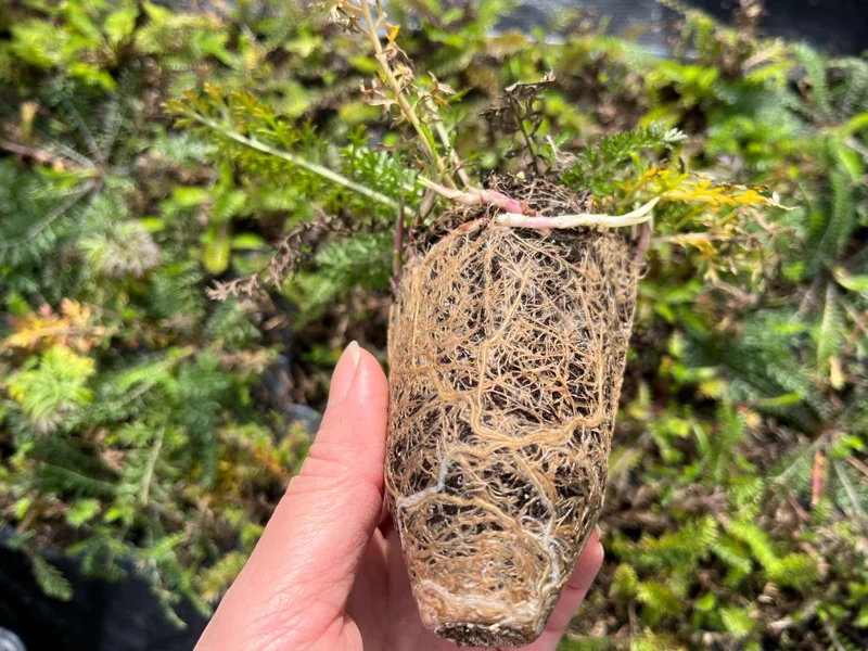 Yarrow Live Plant - Sassy Summer Taffy Perennial Wildflower Plug, 2-2.25 inch Pot, Outdoor - Image 4