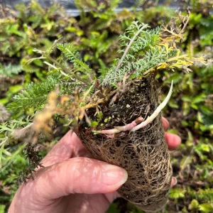 Yarrow Live Plant - Sassy Summer Taffy Perennial Wildflower Plug, 2-2.25 inch Pot, Outdoor - Image 5