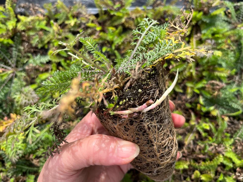 Yarrow Live Plant - Sassy Summer Taffy Perennial Wildflower Plug, 2-2.25 inch Pot, Outdoor - Image 5
