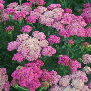 Yarrow Live Plant - Sassy Summer Taffy Perennial Wildflower Plug, 2-2.25 inch Pot, Outdoor - Image 6