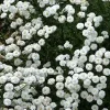 Yarrow Live Plant - Sassy Summer Taffy Perennial Wildflower Plug, 2-2.25 inch Pot, Outdoor - Image 1