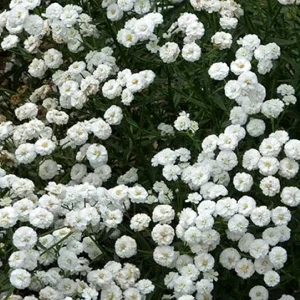 Yarrow Live Plant - Sassy Summer Taffy Perennial Wildflower Plug, 2-2.25 inch Pot, Outdoor - Image 1