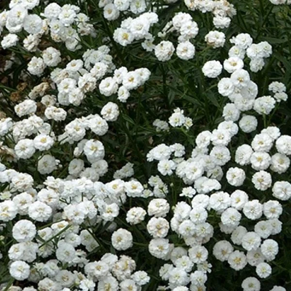 Yarrow Live Plant - Sassy Summer Taffy Perennial Wildflower Plug, 2-2.25 inch Pot, Outdoor - Image 1