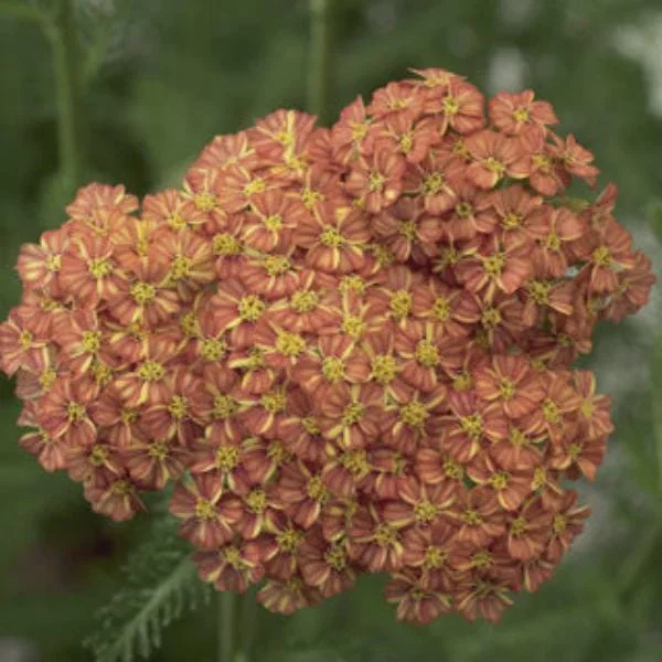 Yarrow Live Plant - Sassy Summer Taffy Perennial Wildflower Plug, 2-2.25 inch Pot, Outdoor - Image 7
