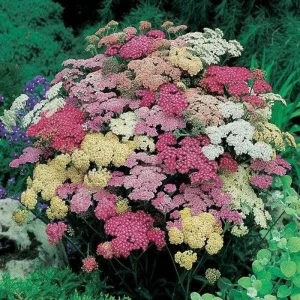 Yarrow Live Plant - Sassy Summer Taffy Perennial Wildflower Plug, 2-2.25 inch Pot, Outdoor - Image 8