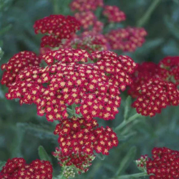 Yarrow Live Plant - Sassy Summer Taffy Perennial Wildflower Plug, 2-2.25 inch Pot, Outdoor - Image 9