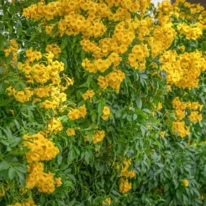 Yellow Bells Esperanza Live Plants - 2 Pack, 5-9 Inch, Full Sun, Outdoor - Image 2