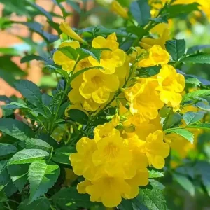 Yellow Bells Esperanza Live Plants - 2 Pack, 5-9 Inch, Full Sun, Outdoor - Image 3