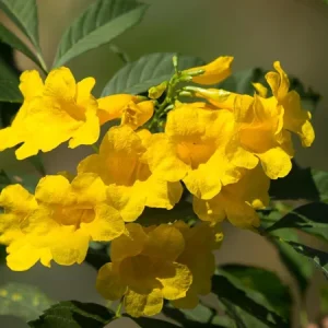 Yellow Bells Esperanza Live Plants - 2 Pack, 5-9 Inch, Full Sun, Outdoor - Image 4