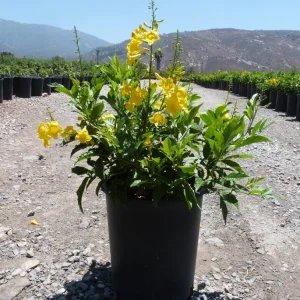 Yellow Bells Esperanza Live Plants - 2 Pack, 5-9 Inch, Full Sun, Outdoor - Image 5