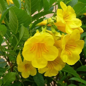 Yellow Bells Esperanza Live Plants - 2 Pack, 5-9 Inch, Full Sun, Outdoor - Image 6