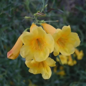 Yellow Bells Esperanza Live Plants - 2 Pack, 5-9 Inch, Full Sun, Outdoor - Image 7