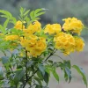 Yellow Bells Esperanza Live Plants - 2 Pack, 5-9 Inch, Full Sun, Outdoor - Image 1