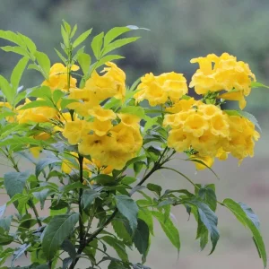 Yellow Bells Esperanza Live Plants - 2 Pack, 5-9 Inch, Full Sun, Outdoor - Image 1