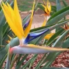 Yellow Bird of Paradise Live Plant - Strelitzia reginae - 4-6" Tall Tropical Flowering Plant - Image 1