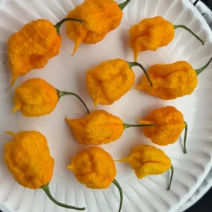Yellow Carolina Reaper Live Plants - 3 Pack, 75+ Days Old Super Hot Pepper - Image 2