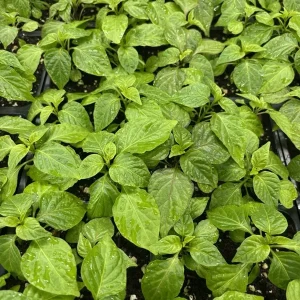 Yellow Carolina Reaper Live Plants - 3 Pack, 75+ Days Old Super Hot Pepper - Image 1