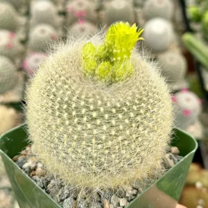 Yellow Crown Cactus Live Plant - Notocactus Graessneri Albisetus, Blooming Succulent in 4 Inch Pot - Image 2