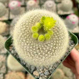 Yellow Crown Cactus Live Plant - Notocactus Graessneri Albisetus, Blooming Succulent in 4 Inch Pot - Image 3