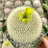 Yellow Crown Cactus Live Plant - Notocactus Graessneri Albisetus, Blooming Succulent in 4 Inch Pot - Image 1