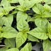Yellow Jamaica Scotch Bonnet Live Plant - 3 Pack Super Hot Pepper, 4-8 inches tall - Image 1