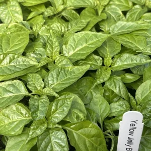 Yellow Jelly Bean Fire Super Hot Pepper Live Plants - 3 Pack, 4-8 inches tall - Image 2