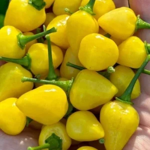 Yellow Jelly Bean Fire Super Hot Pepper Live Plants - 3 Pack, 4-8 inches tall - Image 1