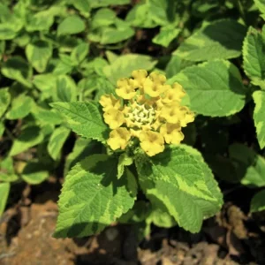 Yellow Lantana Live Plants 5-9 inches - Pack of 2 - Variegated Foliage - Image 2