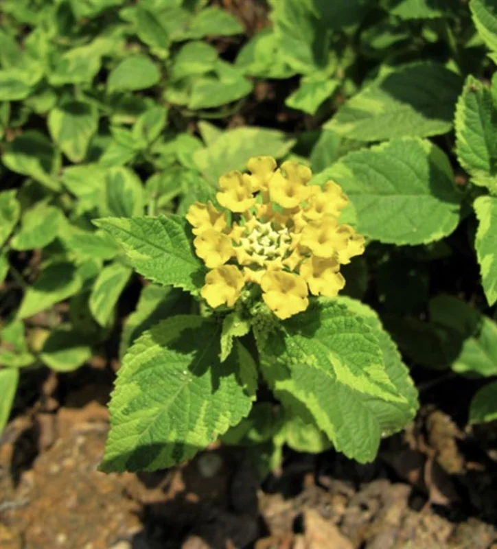 Yellow Lantana Live Plants 5-9 inches - Pack of 2 - Variegated Foliage - Image 2