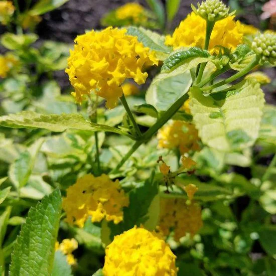 Yellow Lantana Live Plants 5-9 inches - Pack of 2 - Variegated Foliage - Image 3