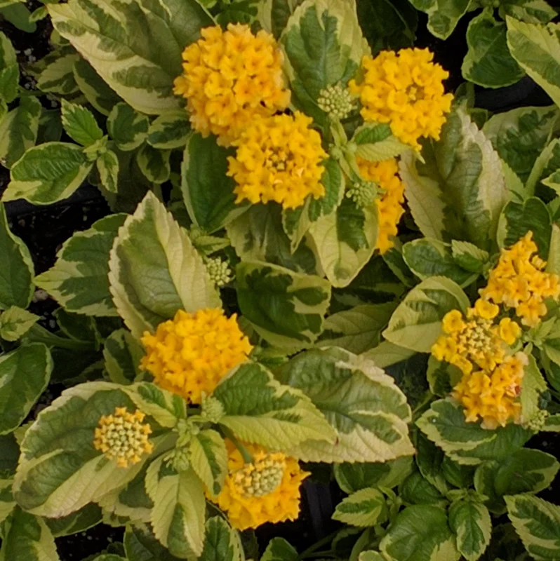 Yellow Lantana Live Plants 5-9 inches - Pack of 2 - Variegated Foliage - Image 4