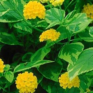 Yellow Lantana Live Plants 5-9 inches - Pack of 2 - Variegated Foliage - Image 1