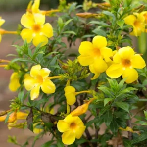 Yellow Mandevilla Live Plant - 3-6" Tall Tropical Flowering Vine - Image 2
