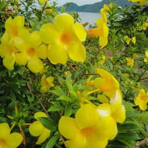 Yellow Mandevilla Live Plant - 3-6" Tall Tropical Flowering Vine - Image 1
