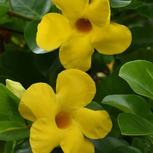 Yellow Mandevilla Live Plant - Pack of 2 Tropical Vines, 5-9 inches Tall - Image 2