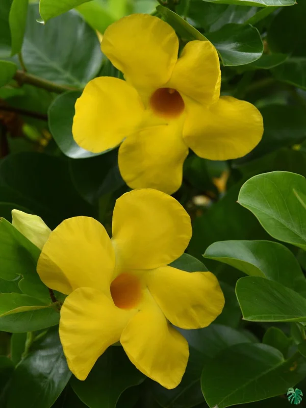 Yellow Mandevilla Live Plant - Pack of 2 Tropical Vines, 5-9 inches Tall - Image 2