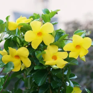 Yellow Mandevilla Live Plant - Pack of 2 Tropical Vines, 5-9 inches Tall - Image 3