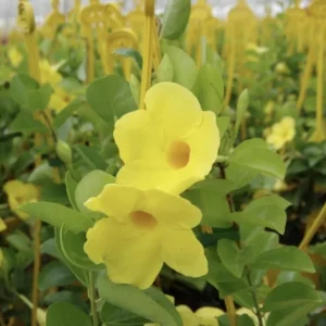 Yellow Mandevilla Live Plant - Pack of 2 Tropical Vines, 5-9 inches Tall - Image 4
