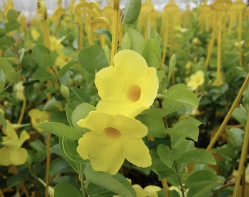 Yellow Mandevilla Live Plant - Pack of 2 Tropical Vines, 5-9 inches Tall - Image 4