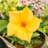 Yellow Mandevilla Live Plant - Pack of 2 Tropical Vines, 5-9 inches Tall - Image 1