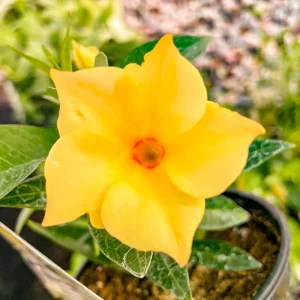 Yellow Mandevilla Live Plant - Pack of 2 Tropical Vines, 5-9 inches Tall - Image 1