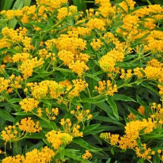 Yellow Milkweed Live Plants - 2 Pack, 5-9 in Tall, Butterfly Garden - Image 3