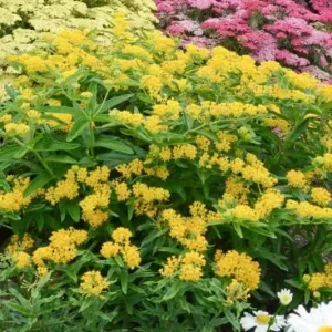 Yellow Milkweed Live Plants - 2 Pack, 5-9 in Tall, Butterfly Garden - Image 4