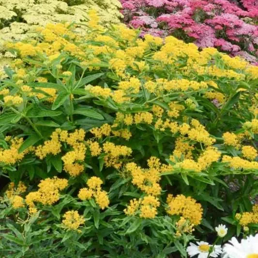 Yellow Milkweed Live Plants - 2 Pack, 5-9 in Tall, Butterfly Garden - Image 4