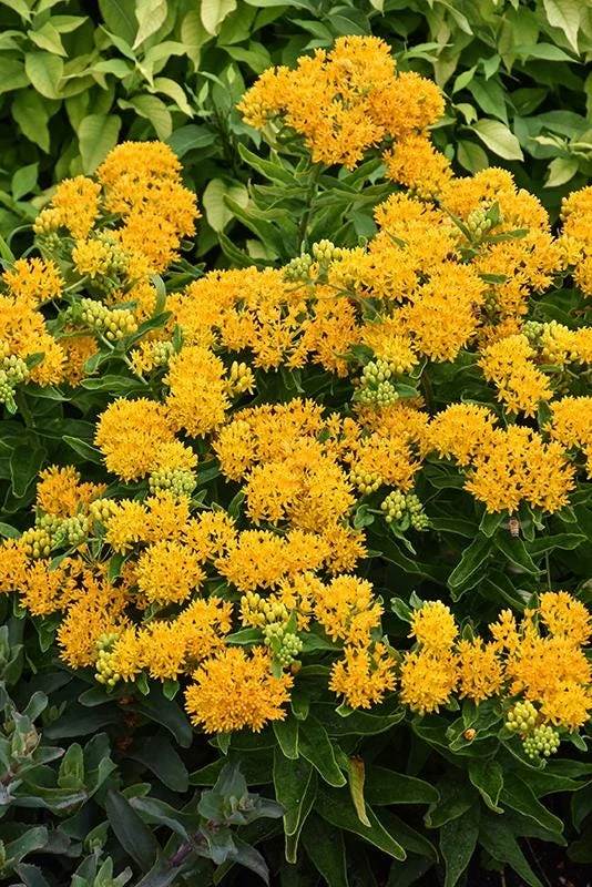 Yellow Milkweed Live Plants - 2 Pack, 5-9 in Tall, Butterfly Garden - Image 8