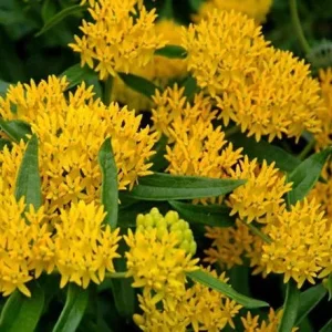 Yellow Milkweed Live Plants - 2 Pack, 5-9 in Tall, Butterfly Garden - Image 1