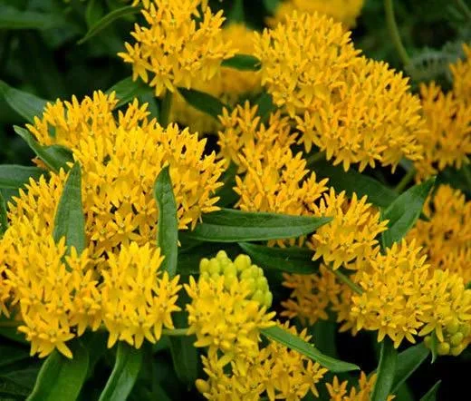 Yellow Milkweed Live Plants - 2 Pack, 5-9 in Tall, Butterfly Garden - Image 1